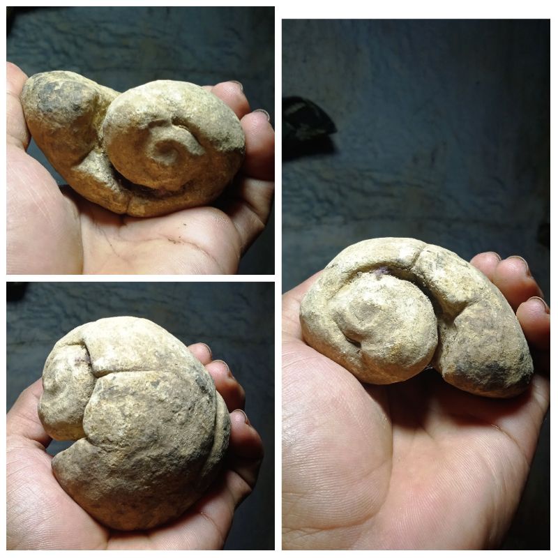 keong purba ukuran besar yg sudah menjadi batu