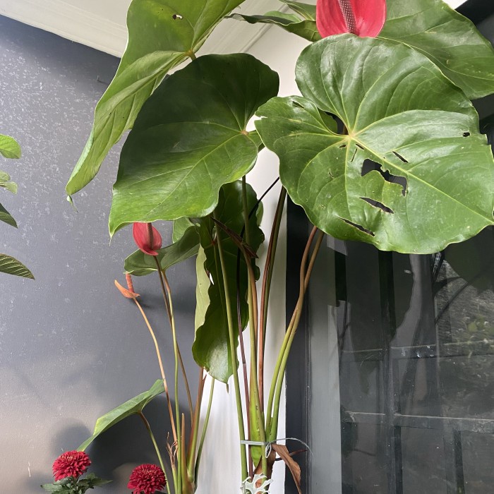 Terlaris Tanaman Hias Indoor Anthurium Mickey Mouse Besar