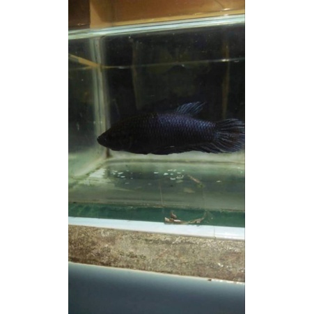 cupang adu MDS sepasang