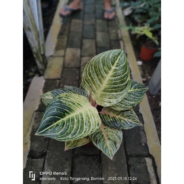 Aglaonema Esmeralda Size Dewasa