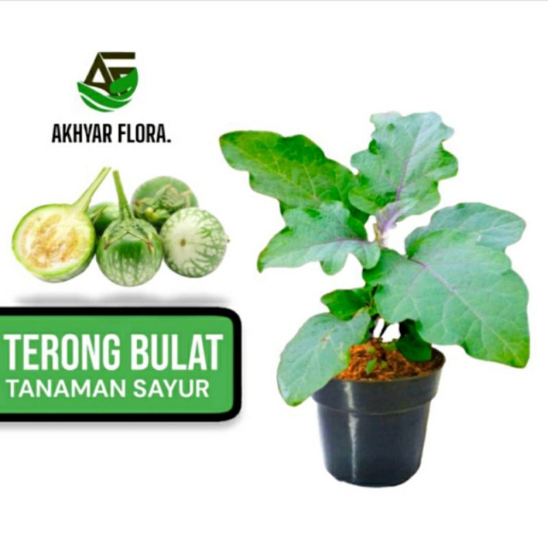 bibit tanaman terong hijau terong lalap