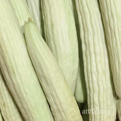 

-Armenia Putih Seller USAุBenih Pengiriman!ดัAlat Pengirisล Cepatพน็-์ เธมTimun U2AO