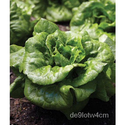 

1000Non-transgeneเSelada,ดTas,ุ,Biji Mentega็Benih Selada RenyahButtercrunchม์น Benihธล ัพ OZWT