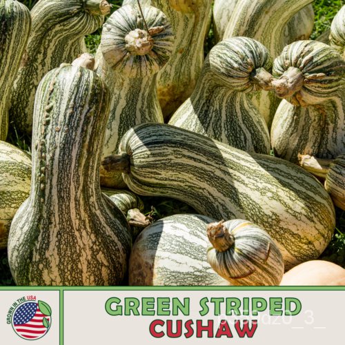 

Shao Asliุ,ม็Amerika, LabuธพนHijauด/Garis10LabuลSpesies์เPusaka Non-gmั, COQF