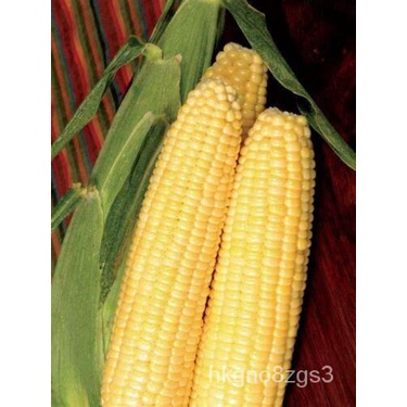 

็ธBenihนเ!SegarุGratisดพล!Jagung Manis!มMadu Pengiriman!Yang Dipilih์Benih:Benih!ัJagung Manis ABQP