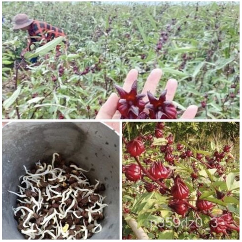 

Daun ัAsam Namunน็ธ300sabdariffaAsiaลHisbiscusเ์ม GiamBenihดพุLuo Shen 7ORA