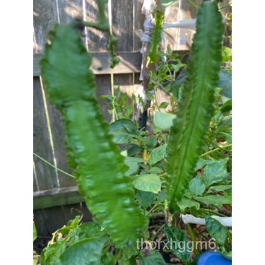 

ัGranul็ 15。มSayapเธBiji KacangดนAsiaล์ุพPusaka 7OGB