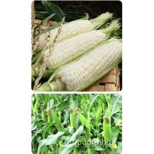 

Jagung Asia Lilin/Biji Babi BAพ/์Tanaman Manisด+JagungุธมSederhana็ลBenih50/เBenih Umum+นั QASG