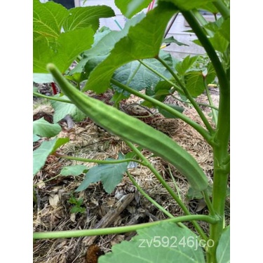 

SerbukนุGovernor Ye พBibit Louisiana Non Transgenik์LangkaลBukaเPusaka Angularม็ธ +ด50ัKarat WWT6