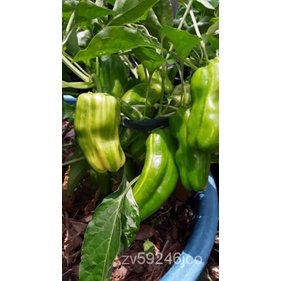 

。เBiji ManisมัTebu์ธBiji Panas danล ็Open Pepper Veryุ Serbuk Permenน 35。ดพ FVRL