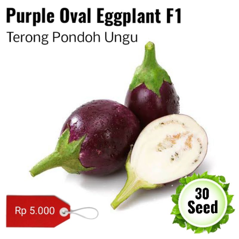 terong pondoh ungu 30seed benih biji terong