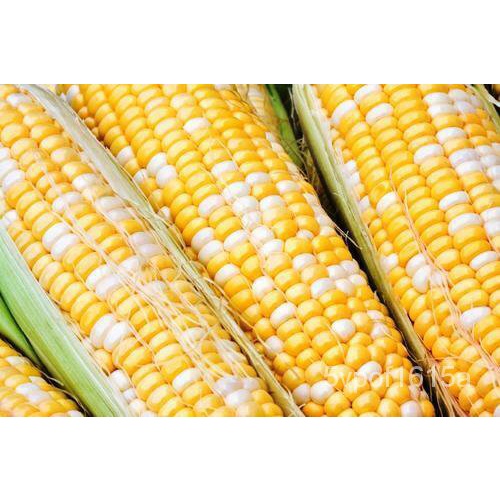 

!。ัมธพล!็PengirimanดGratisเBiji Jagung Manis! !์:น SerendipityBenihุJagung Manis Segar!Benih BV4M