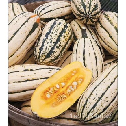 

์-นGranul-DelicataPenanaman Labu Amerika50Organikธ-เBenihั-ลมุ็Musim Dingin Tidak Transgenikพด RMZN