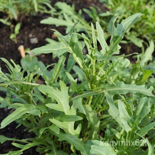 

•AtauุBenih Ounce Non-transgene็•พด •ม/ ั • 450นArugula ล Liar์Pengiriman Gratis32ธเ1 BJ6T