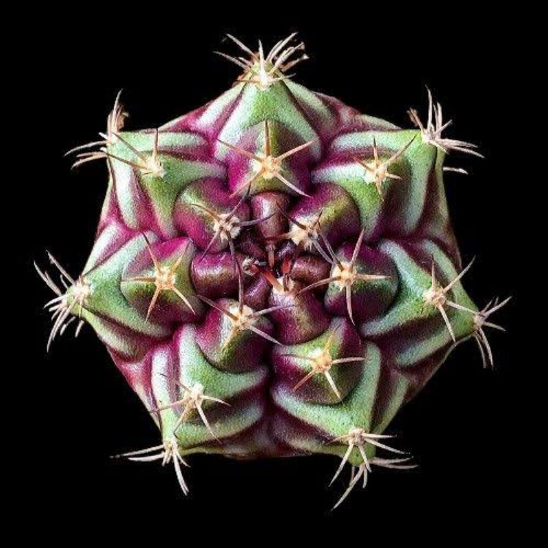 Kaktus Gymnocalycium Purple Nebula