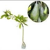 Bibit alpukat Aligator super