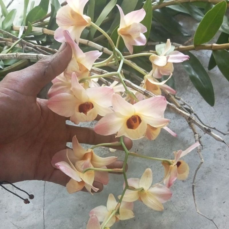 Anggrek dendrobium moscatum