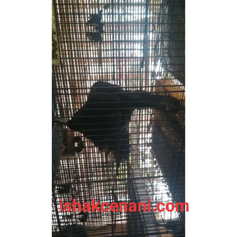 Obral Ayam Cemani Betina Dewasa 2 Gratis 1  Wajib Baca Diskripsi