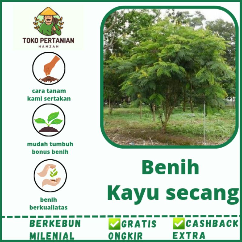 20 BIJI BENIH KAYU SECANG TANAMAN BANYAK MANFAAT