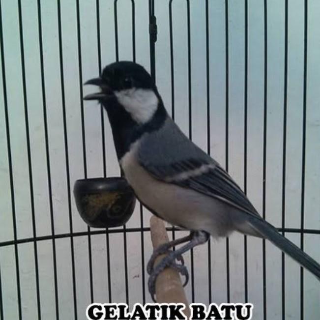 Best Seller Burung Glatik Batu Bahan Ombyokan