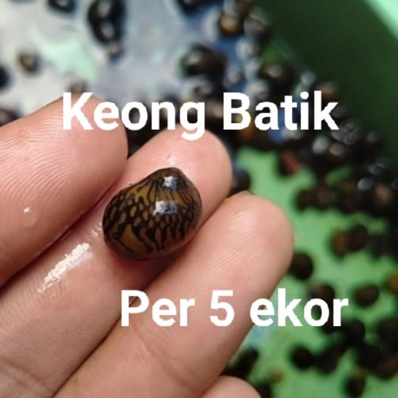keong batik, per 5 ekor, pembersih alga di aquarium aquascape air tawar