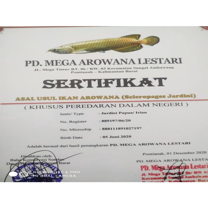 Sertifikat dan microchip chip Arwana arowana jardini / irian / batik Best Seller