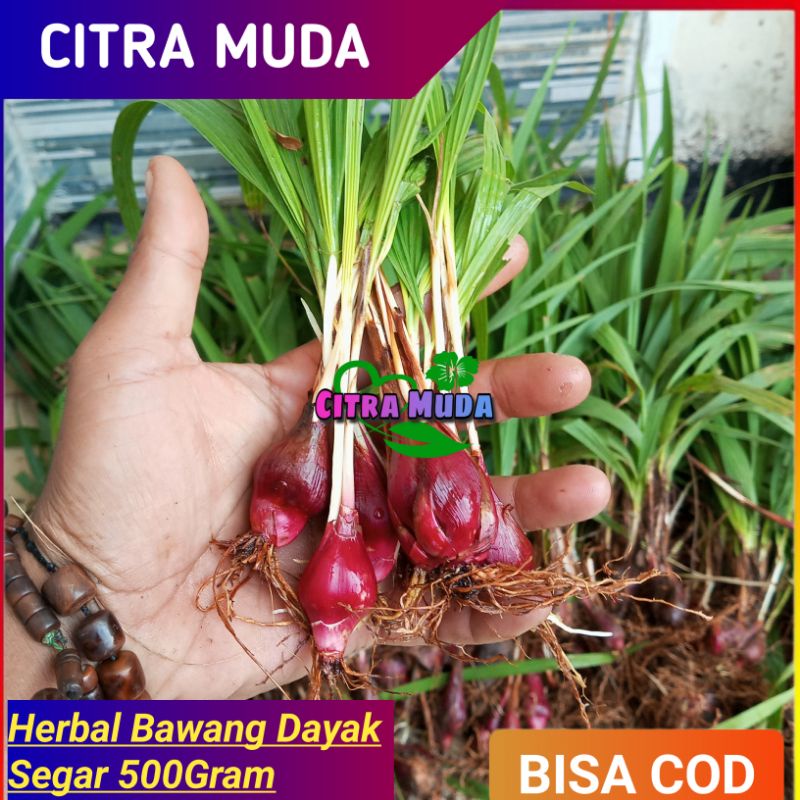 

Bawang Dayak Herbal segar 500Gram