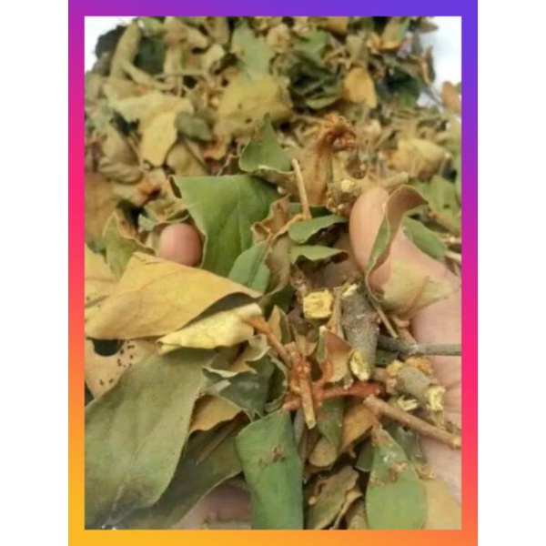 

daun benalu jeruk kering 250grm