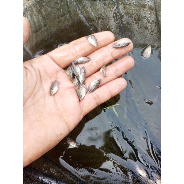 

bibit ikan gurame soang ukuran 3-4cm paket 100 ekor