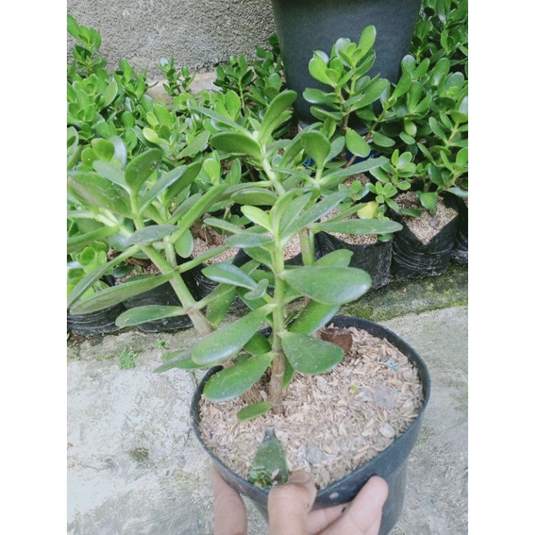 Baymarkeet Tanaman Skulen Jade Plant Ukuran Besar