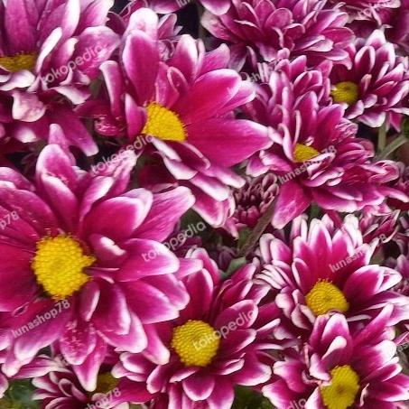 +++++] 1 tangkai bunga krisan batik potong segar