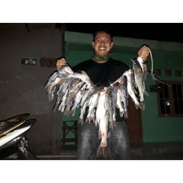 TERMURAH Umpan Kucur Ryan Fernandez 1/2 Kg