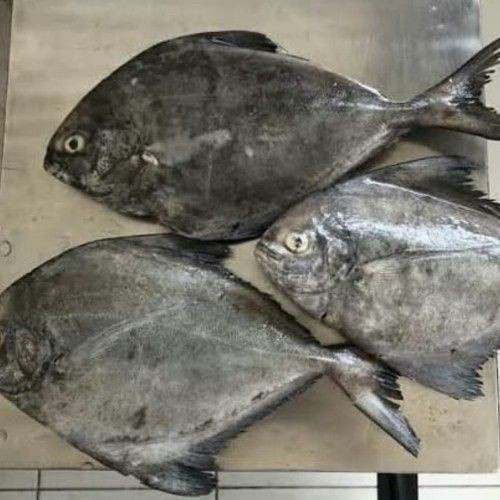 

Ikan Bawal Hitam / 1 Kg