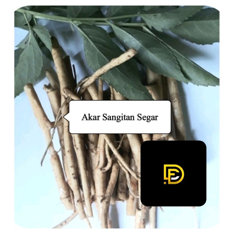 

Akar sangitan segar sambucus javanica segar 300 gram-az