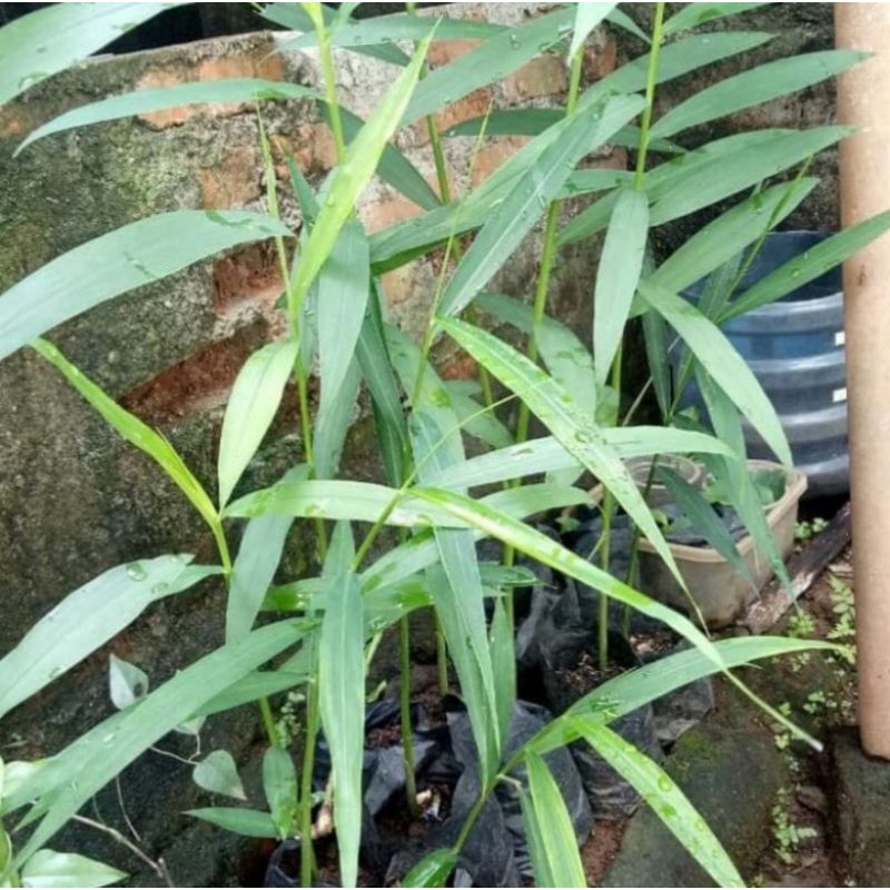 Bibit bengle//tanaman bengle panglai