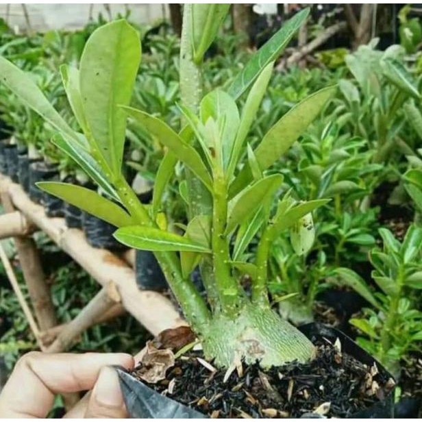 Update Bibit Tanaman Bunga Adenium Cabang Seribu Bahan Bonsai Bonggol Besar