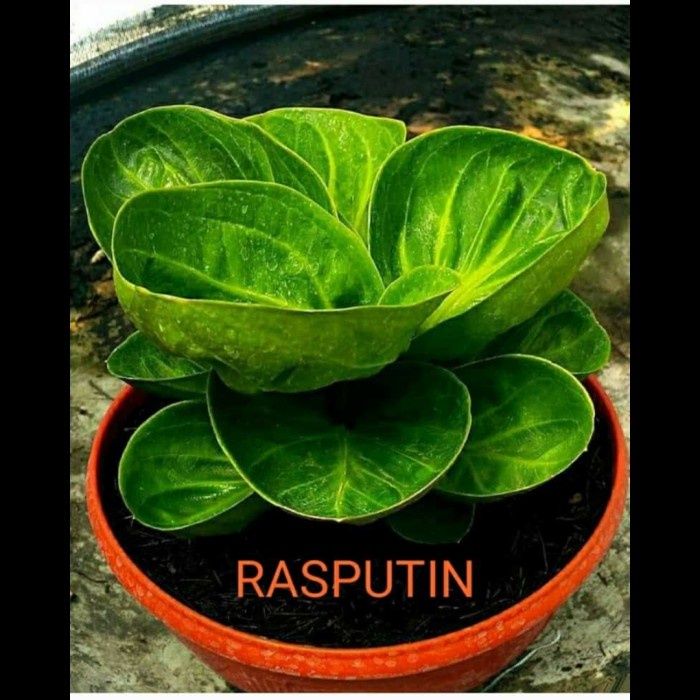 Jilid Anthurium Mangkok Rasputin ( Roset ) Koleksian ( Bahan Kontes )
