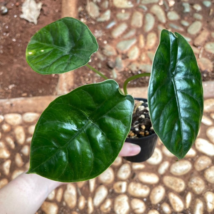 DISKON SPESIAL ALOCASIA DRAGON SCALE X AZLANII HYBRID - TANAMAN HIAS TERLARIS
