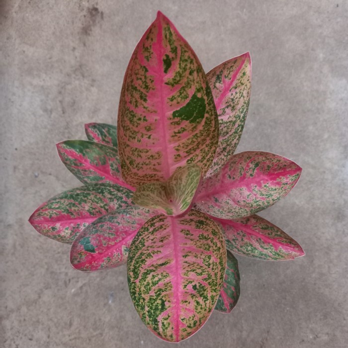 PROMO TANAMAN HIAS AGLAONEMA / AGLONEMA KENDEDES TERMURAH