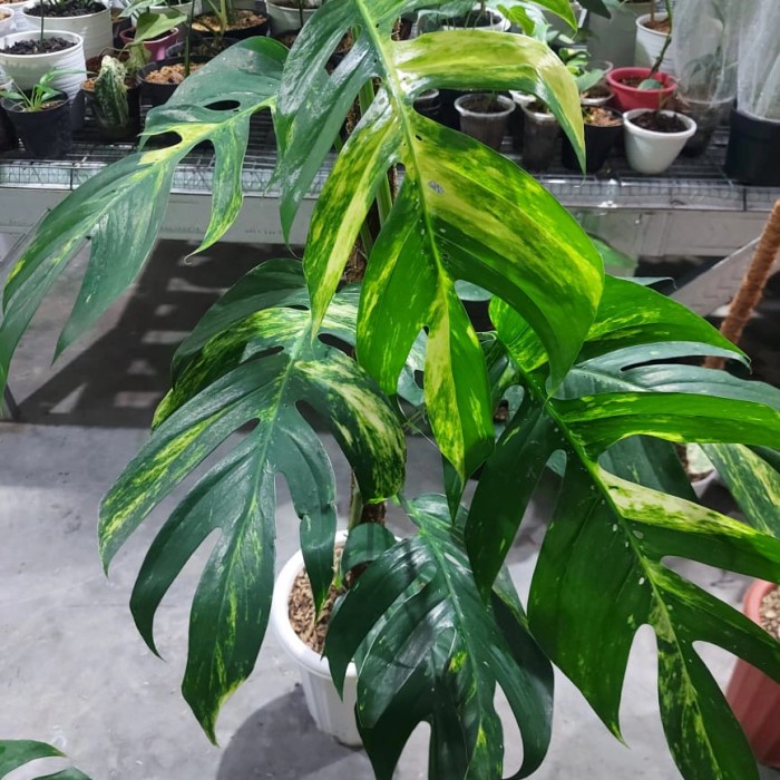 MUST HAVE POHON MONSTERA EPIP KUJANG VARIGATA TERMURAH