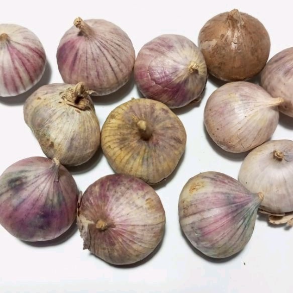 

Bawang Tunggal Lanang Putih Medium/Tanggung 1kg