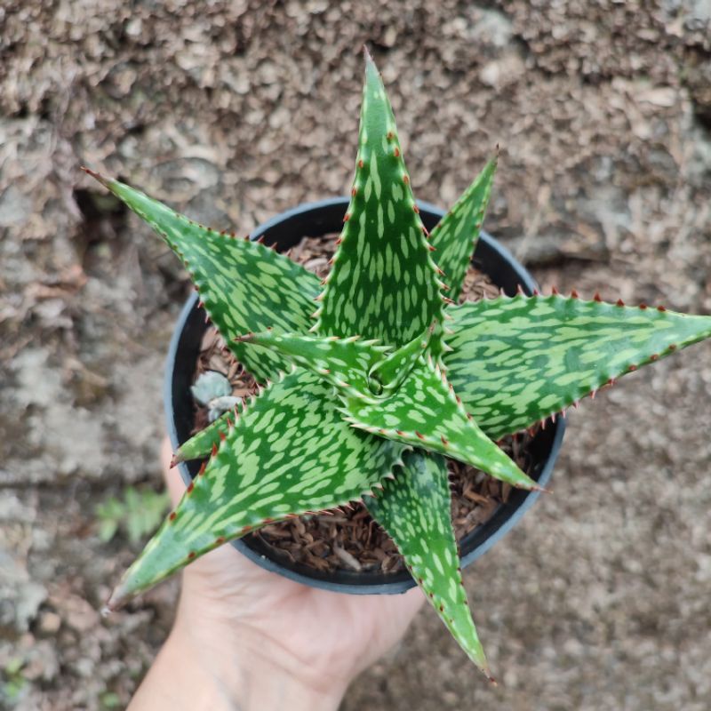 Aloe Somaliensis | DP 10 Cm | Aloe