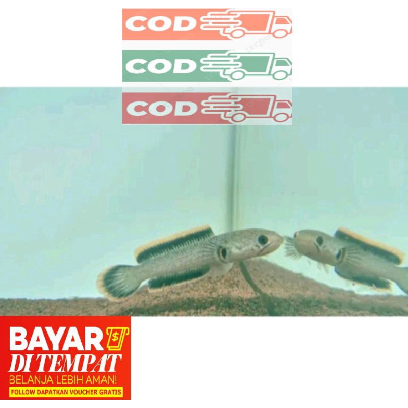 LIMBATA CB LAWU RIM TEBAL