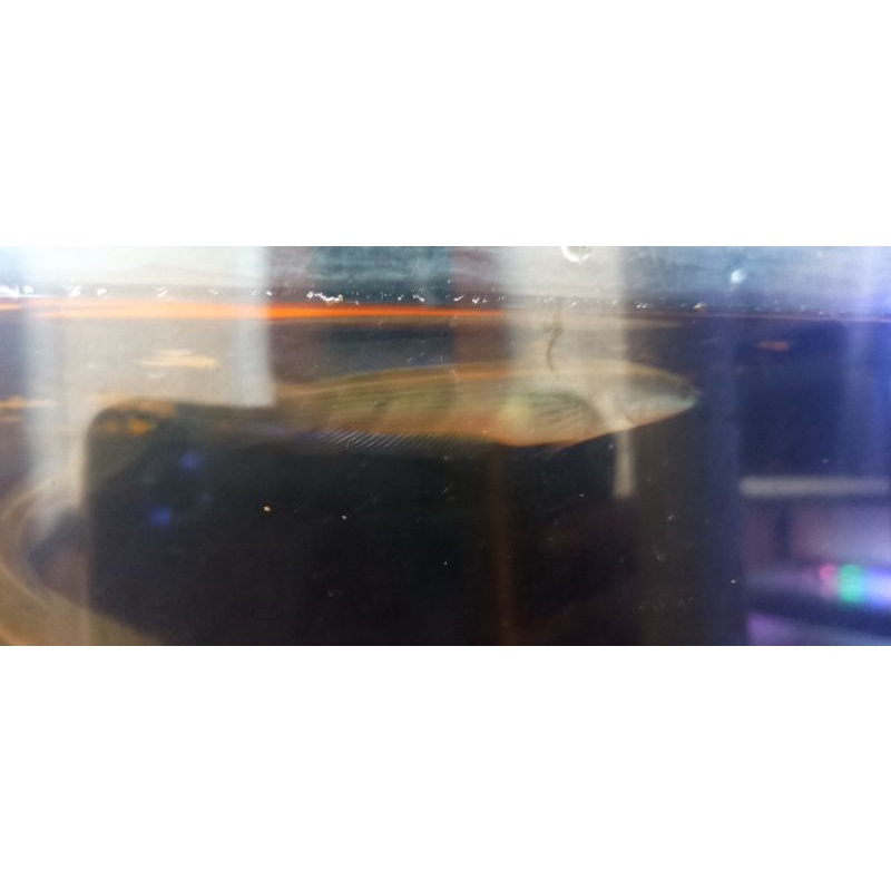 chana red barito size 9-10