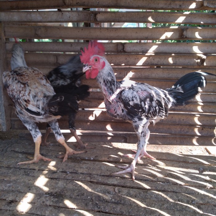 HOT SALE AYAM KAMPUNG ASLI JANTAN JAGO TERLARIS