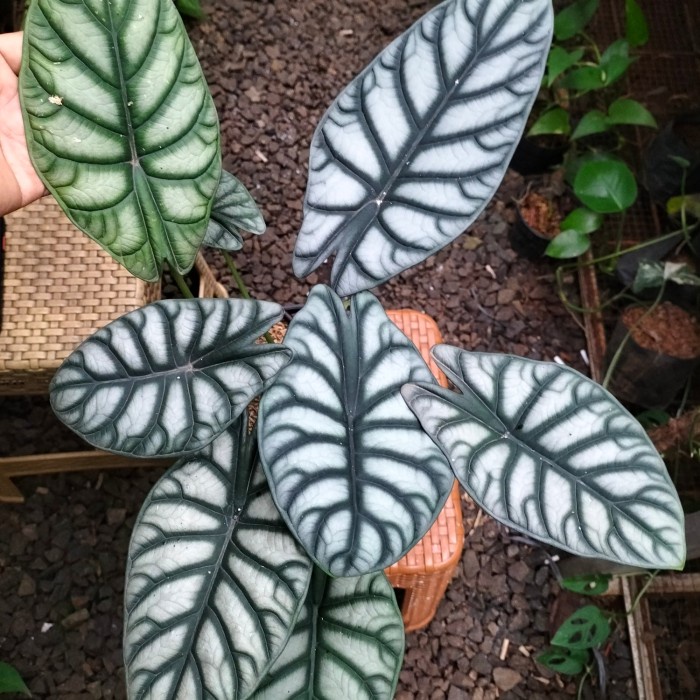 PROMO TANAMAN ALOCASIA SILVER INDUKAN TERBARU