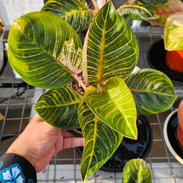 HOT SALE TANAMAN HIAS AGLAONEMA / AGLONEMA AJISAKA SERAT REALPICT TERMURAH