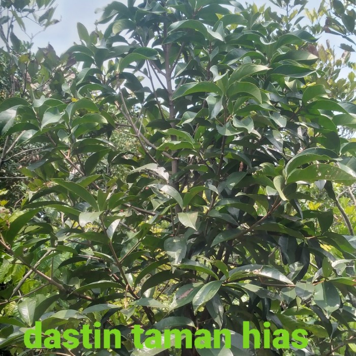 PROMO POHON BUAH JAMBU JAMAIKA TINGGI 2 METER 50 CM SIAP BERBUAH TERBARU