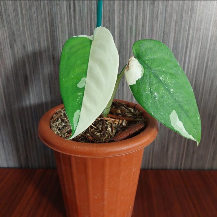 FLASH SALE SYNGONIUM CHIAPENSE VARIEGATA TERMURAH