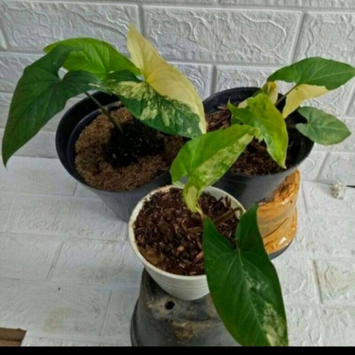HOT SALE SYNGONIUM YELLOW VARIEGATA TERMURAH